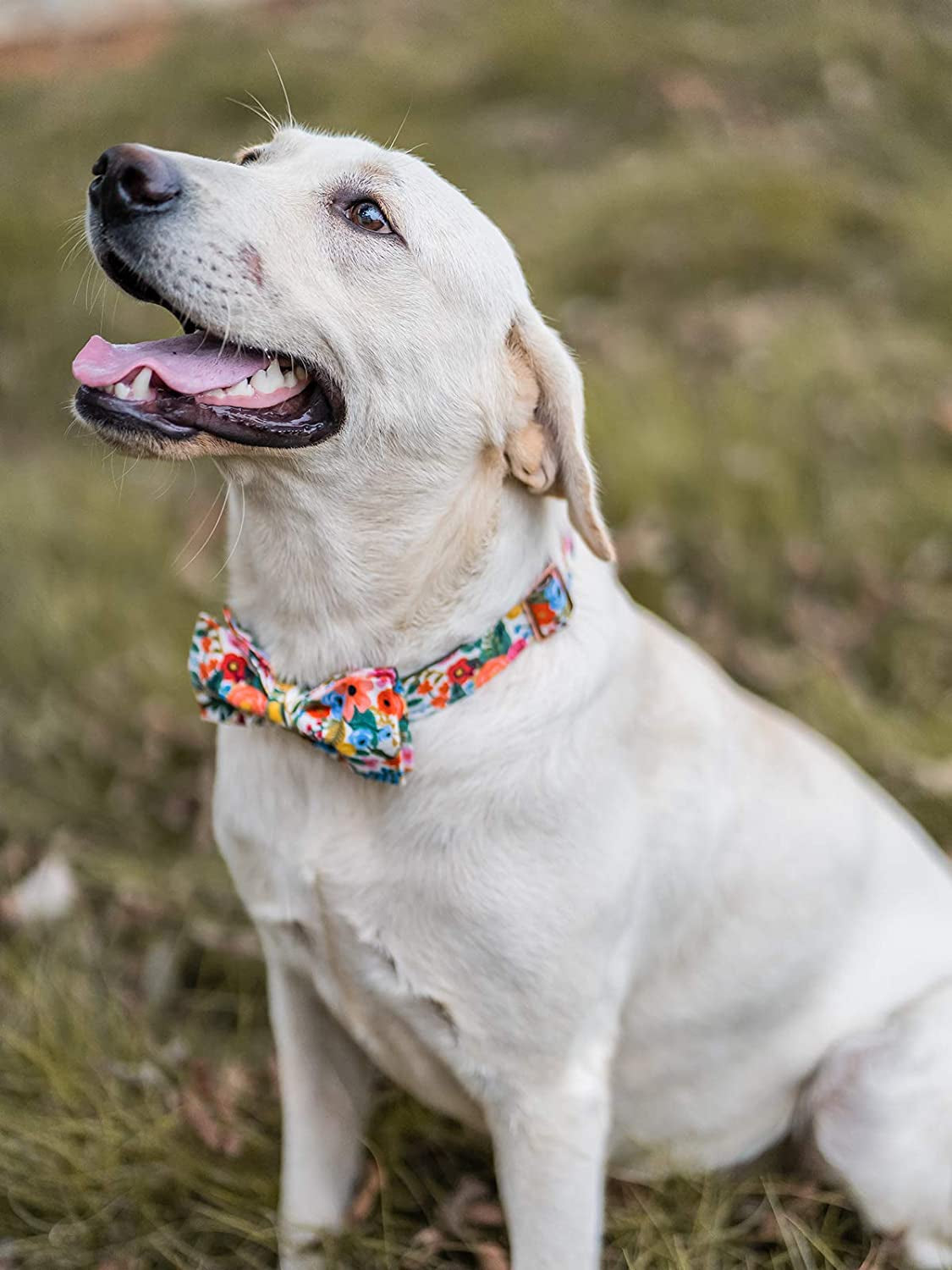 Dog Collar with Bow, Cotton & Webbing, Bowtie Dog Collar, Adjustable Dog Collars for Small Medium Large Dogs and Cats